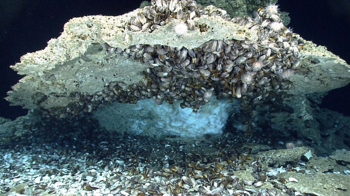Methane clathrate (white, ice-like material) under a rock from the seafloor of the northern Gulf of Mexico.